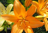 DSCF1148 – kopie.JPG