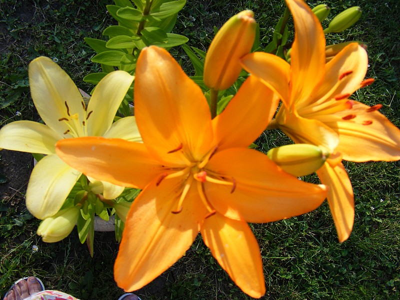 DSCF1148 – kopie.JPG