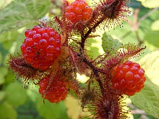 Květiny a plody na zahradě