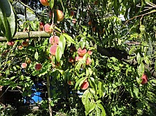 Květiny a plody na zahradě