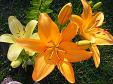 Květiny a plody na zahradě