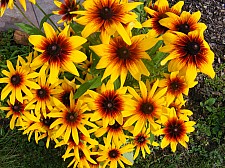 Květiny a plody na zahradě