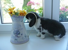 Teddynka na zahradě